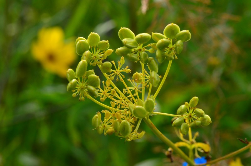 Nuttall's Prairie Parsley photo 3
