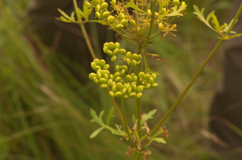 Nuttall's Prairie Parsley photo 4