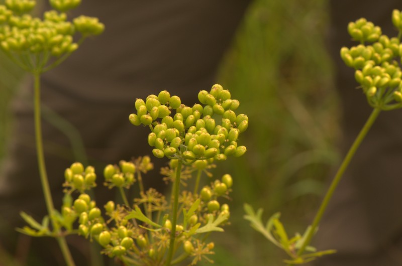 Nuttall's Prairie Parsley photo 5