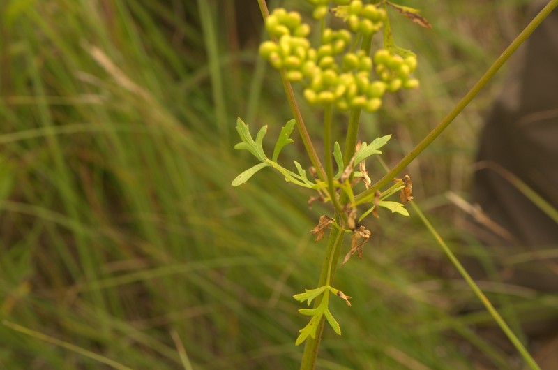 Nuttall's Prairie Parsley photo 6