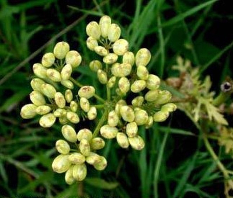 Nuttall's Prairie Parsley