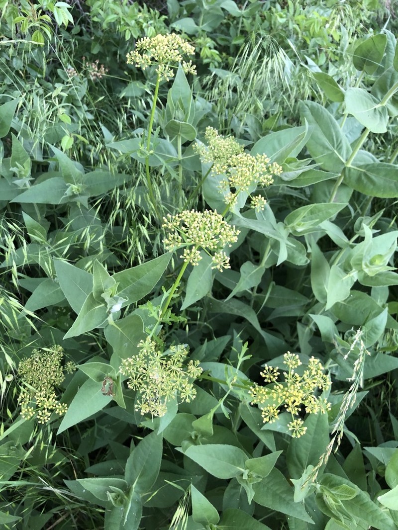 Nuttall's Prairie Parsley photo 3