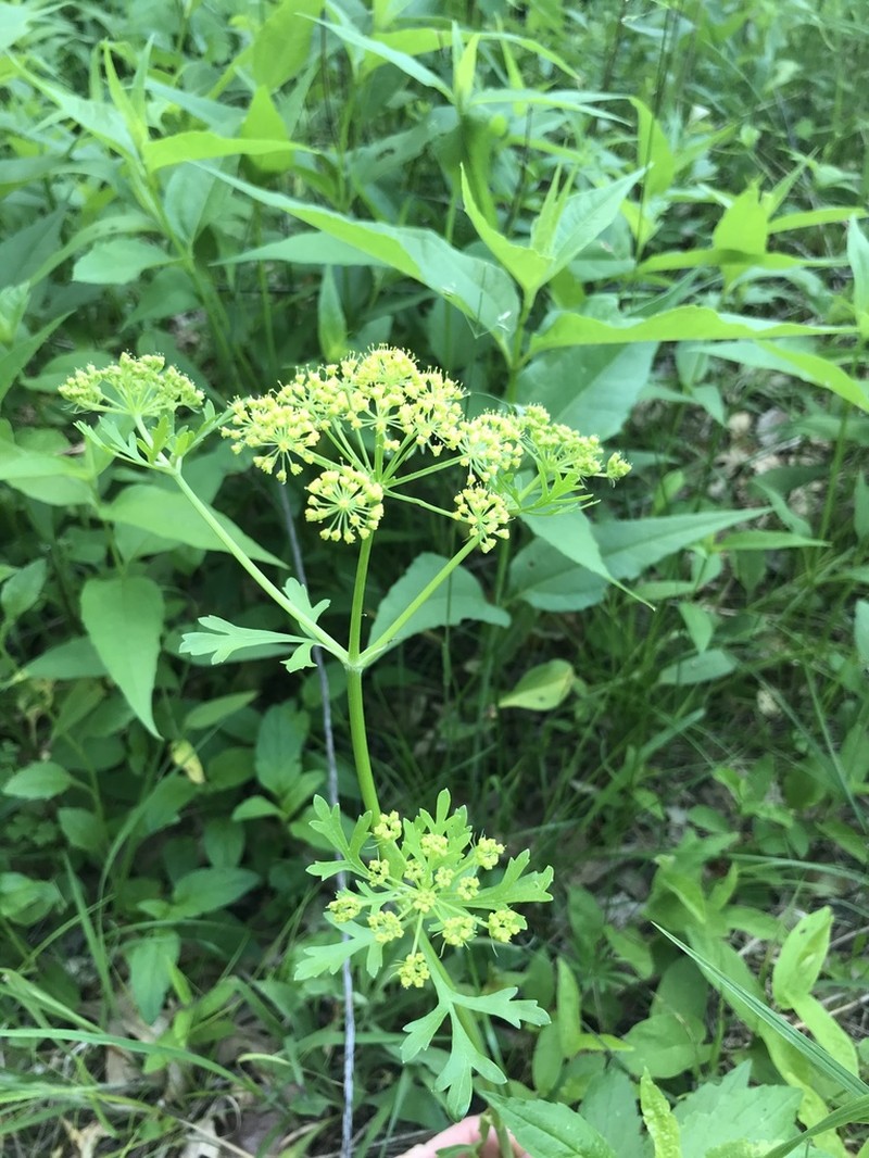 Nuttall's Prairie Parsley photo 4