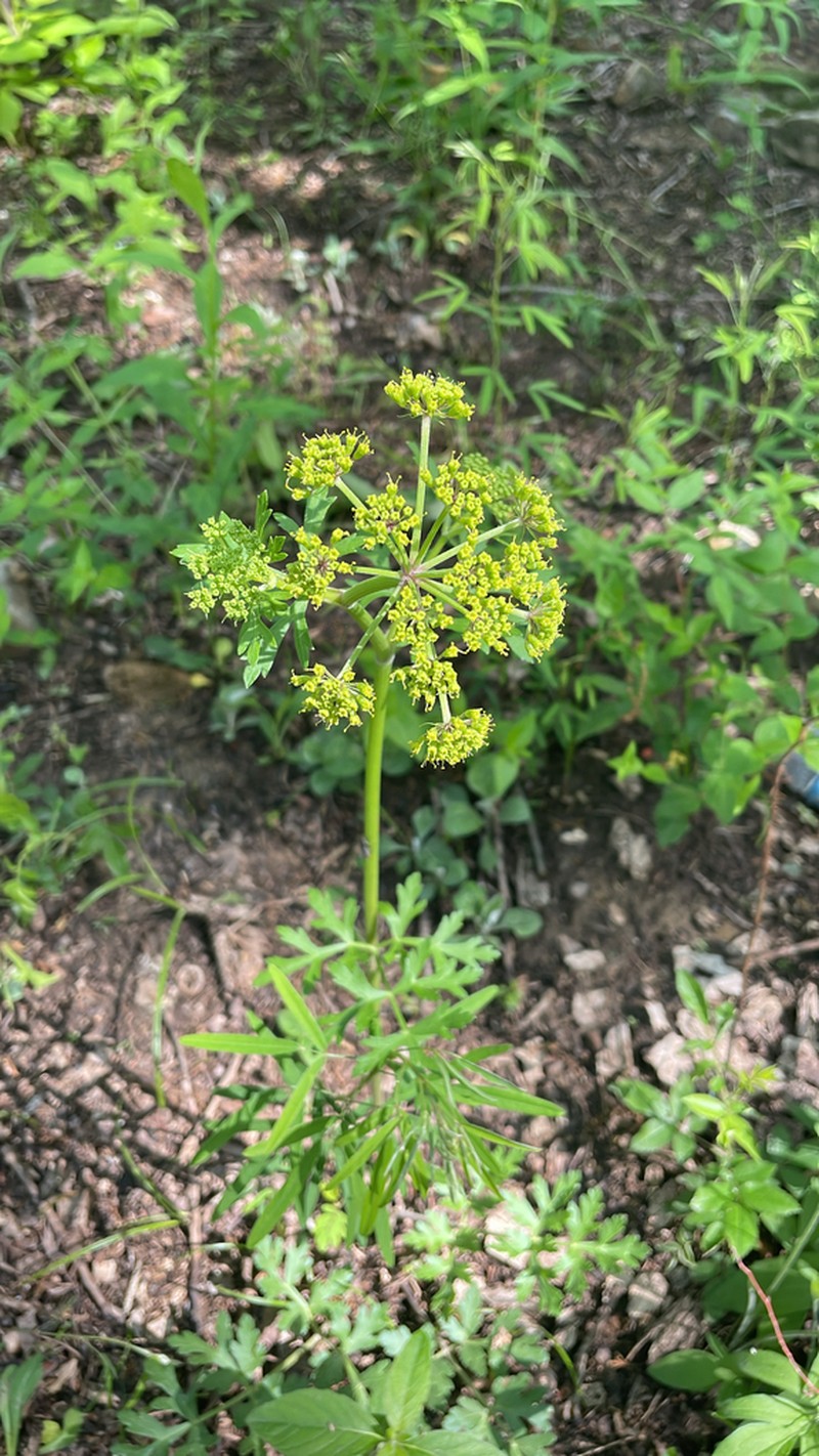 Nuttall's Prairie Parsley photo 5