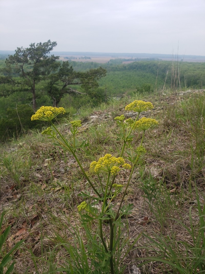 Nuttall's Prairie Parsley photo 6