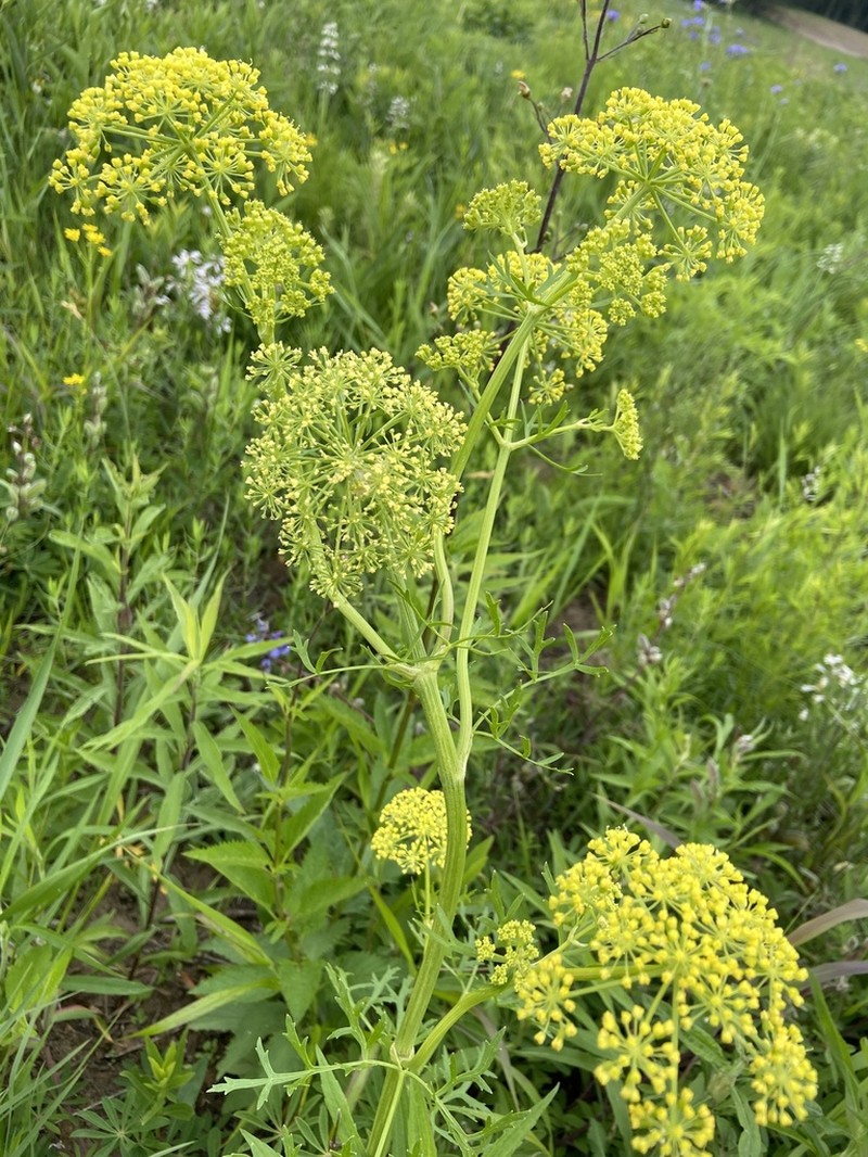 Nuttall's Prairie Parsley photo 7