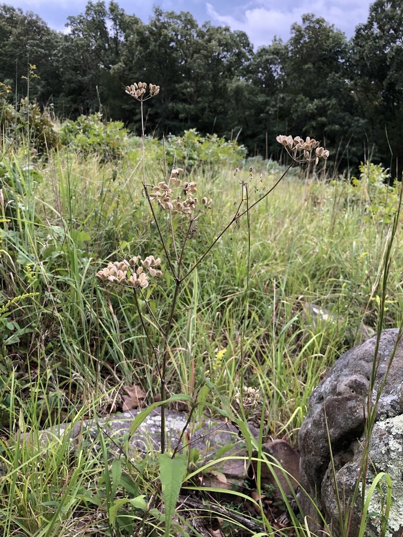 Nuttall's Prairie Parsley photo 8