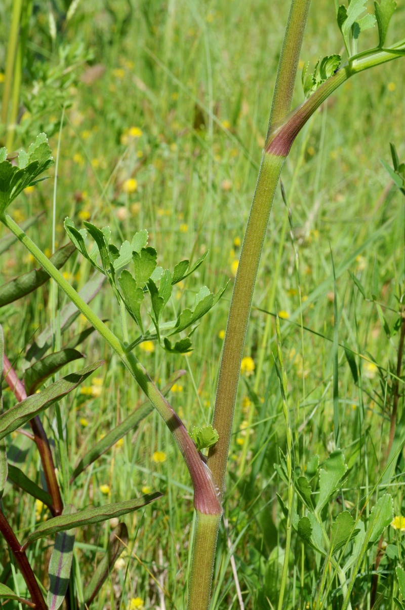 Texas Prairie Parsley photo 4