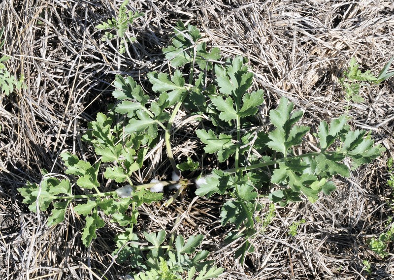 Texas Prairie Parsley photo 5