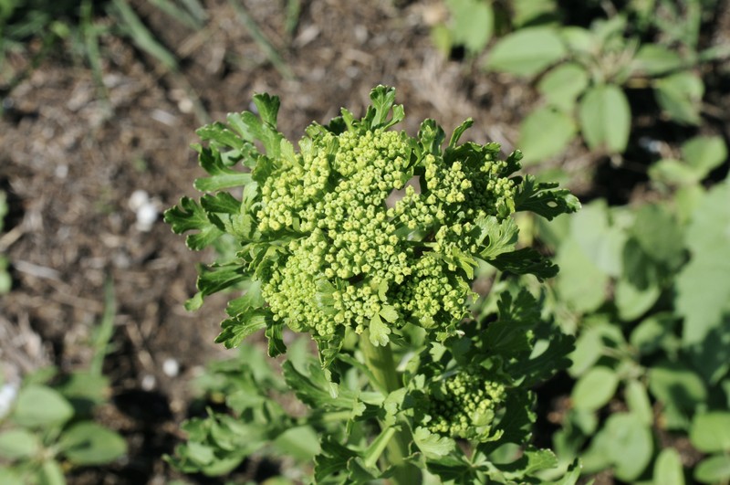 Texas Prairie Parsley photo 6