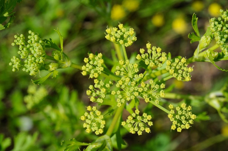Texas Prairie Parsley photo 2
