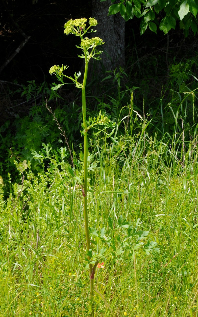 Texas Prairie Parsley photo 3