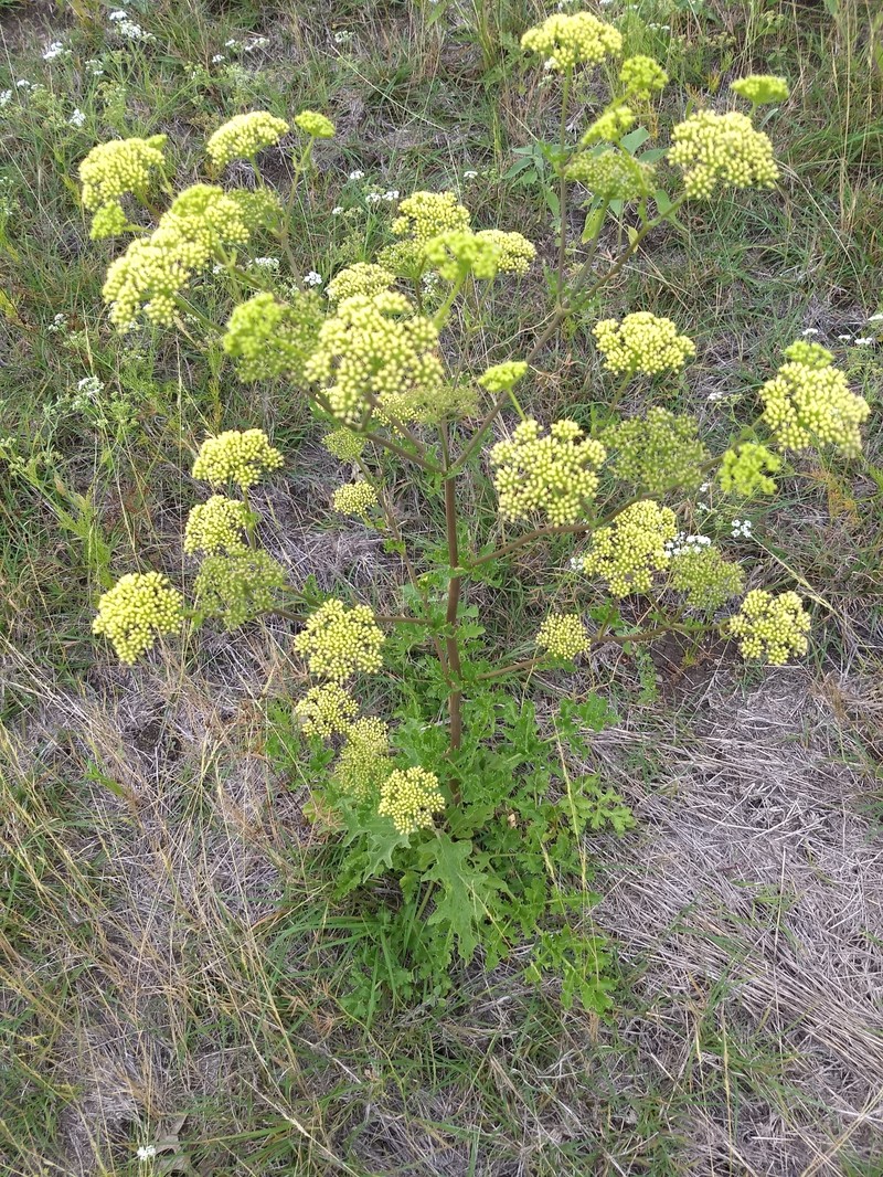 Texas Prairie Parsley