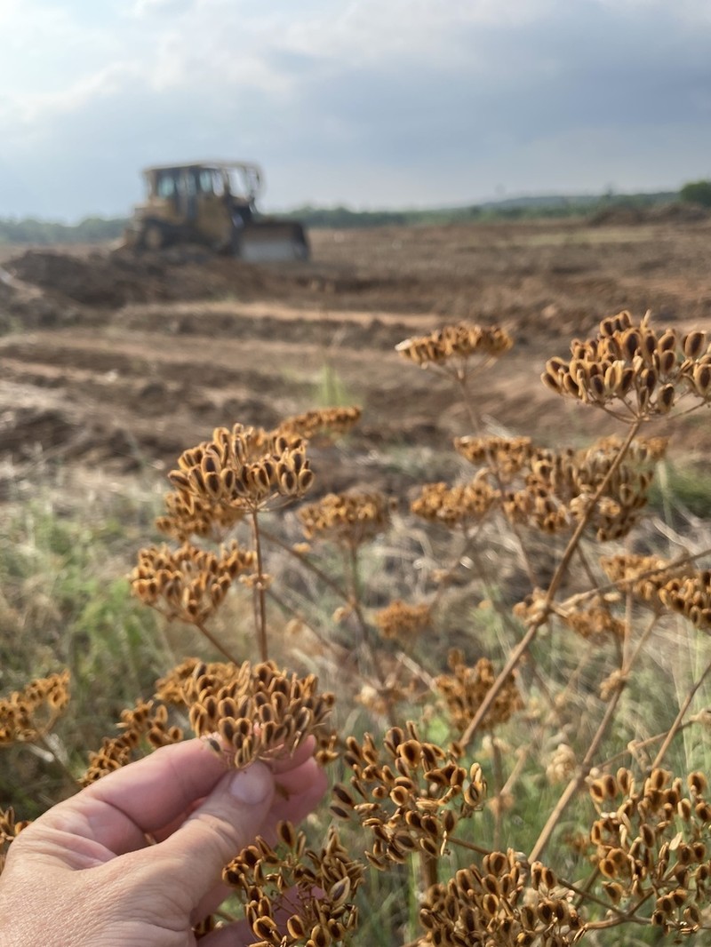 Texas Prairie Parsley photo 3