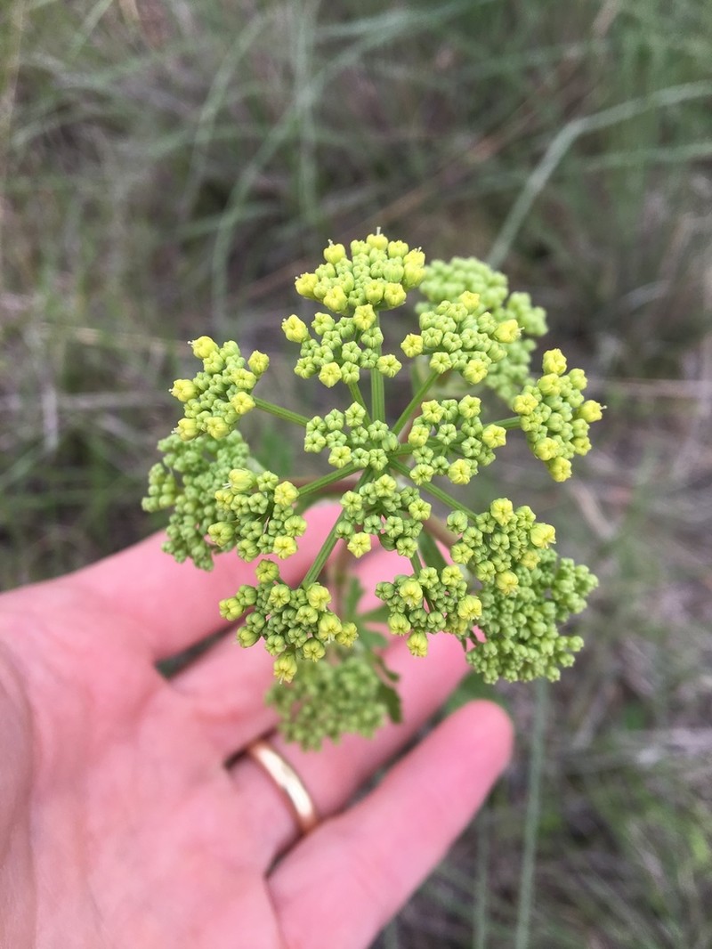 Texas Prairie Parsley photo 4
