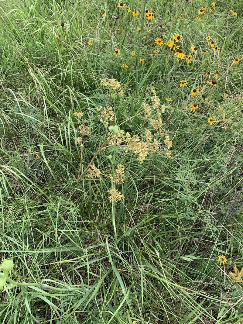 Texas Prairie Parsley photo 5