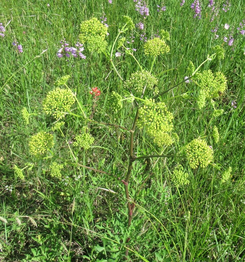 Texas Prairie Parsley photo 6