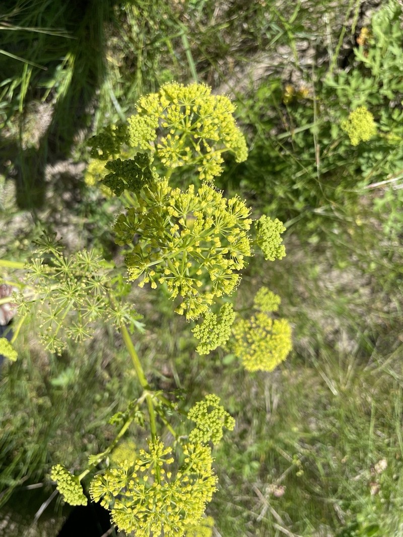 Texas Prairie Parsley photo 7