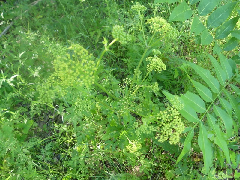 Texas Prairie Parsley photo 8