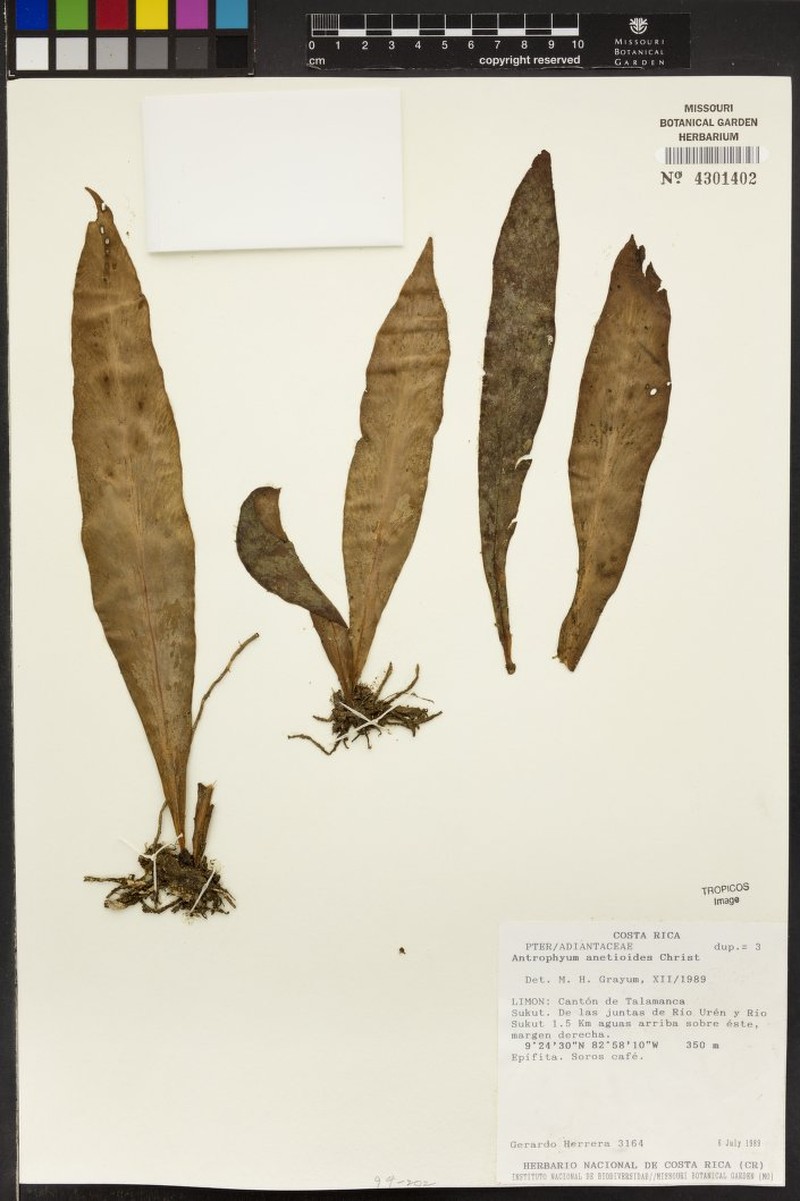 Polytaenium anetioides