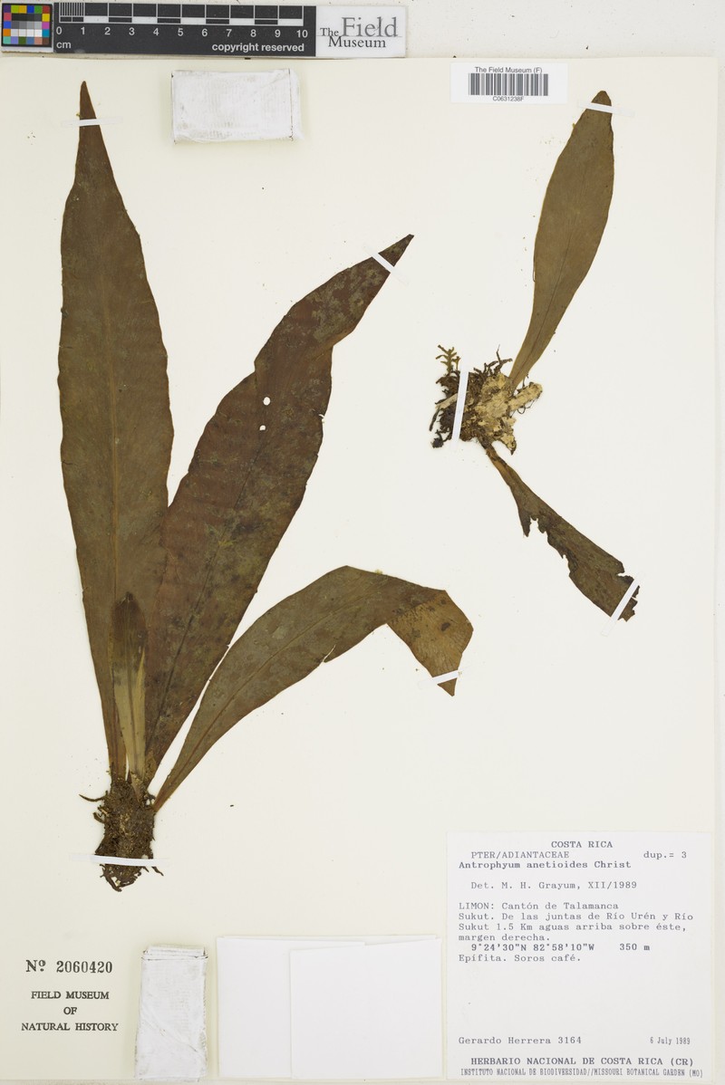 Polytaenium anetioides photo 2