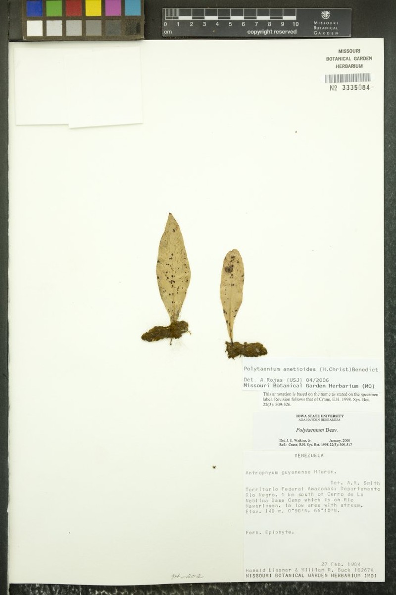 Polytaenium anetioides photo 3