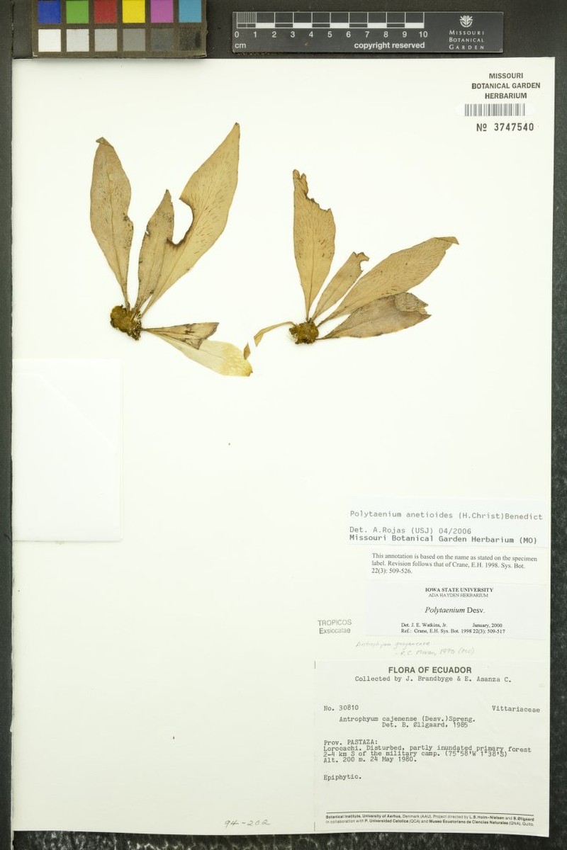 Polytaenium anetioides photo 4