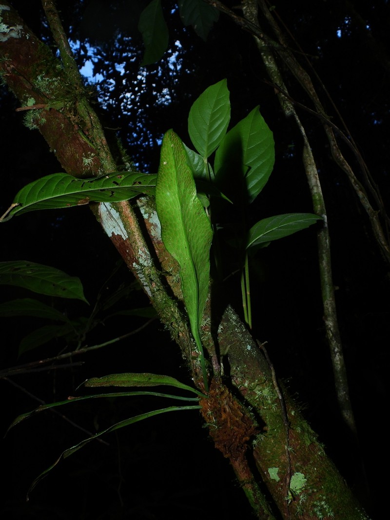 Forked Lineleaf Fern