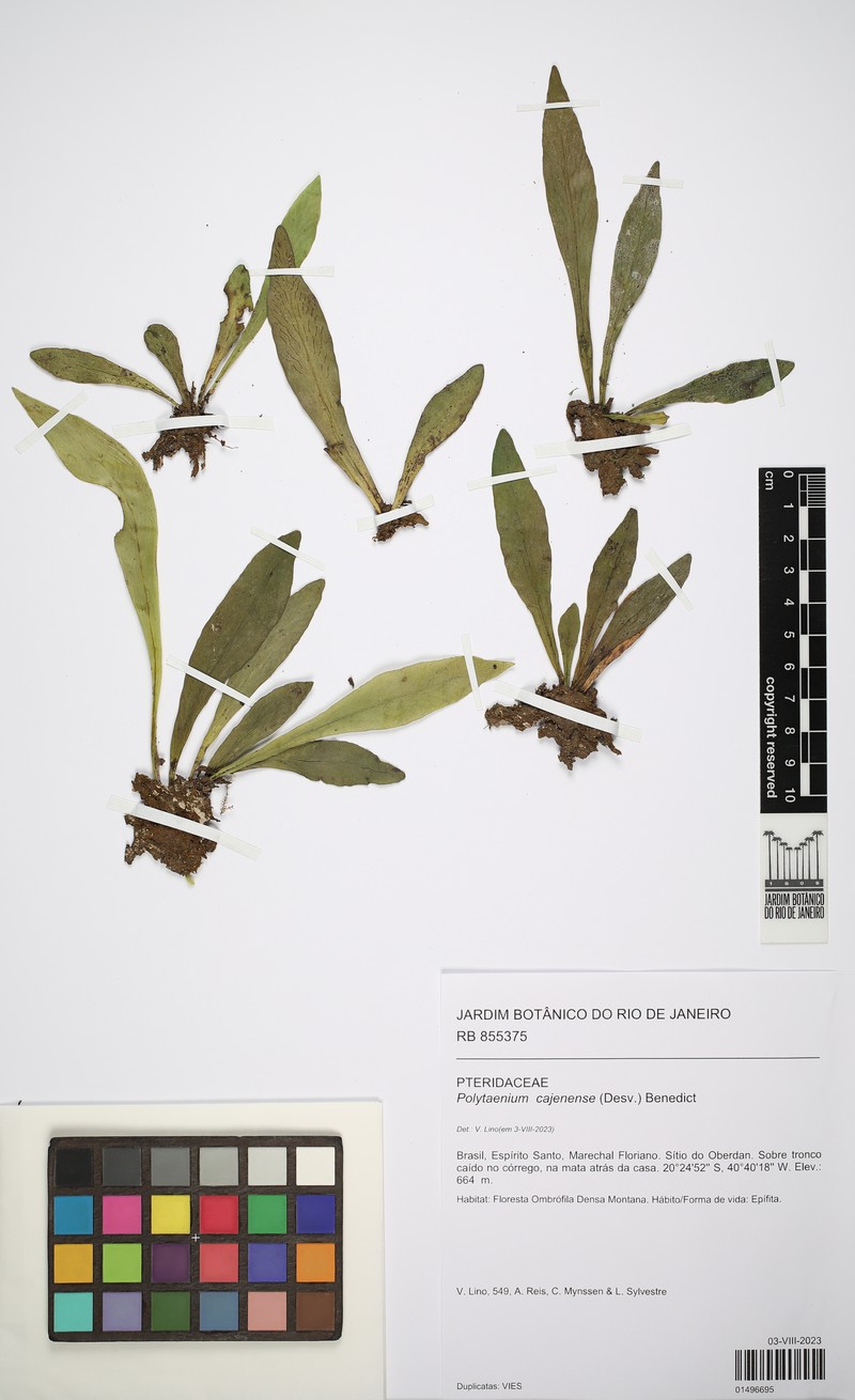 Forked Lineleaf Fern photo 3