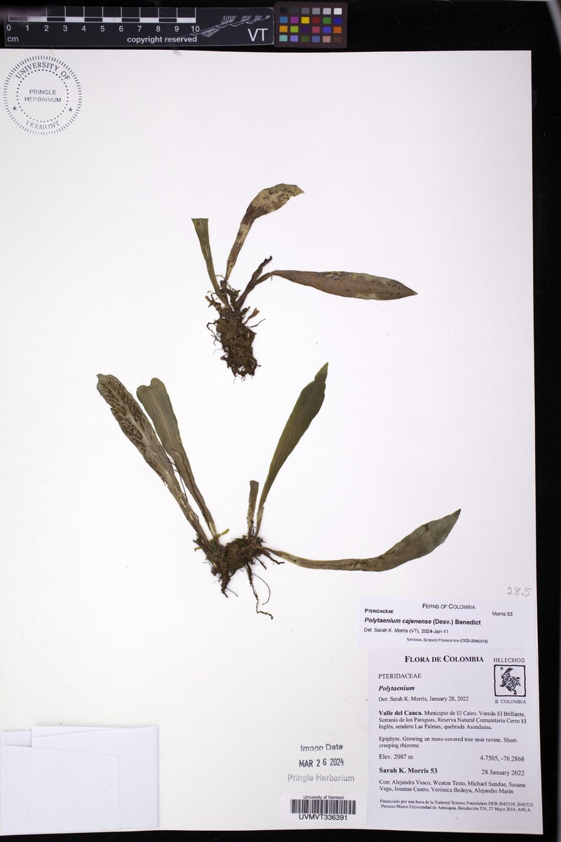Forked Lineleaf Fern photo 4
