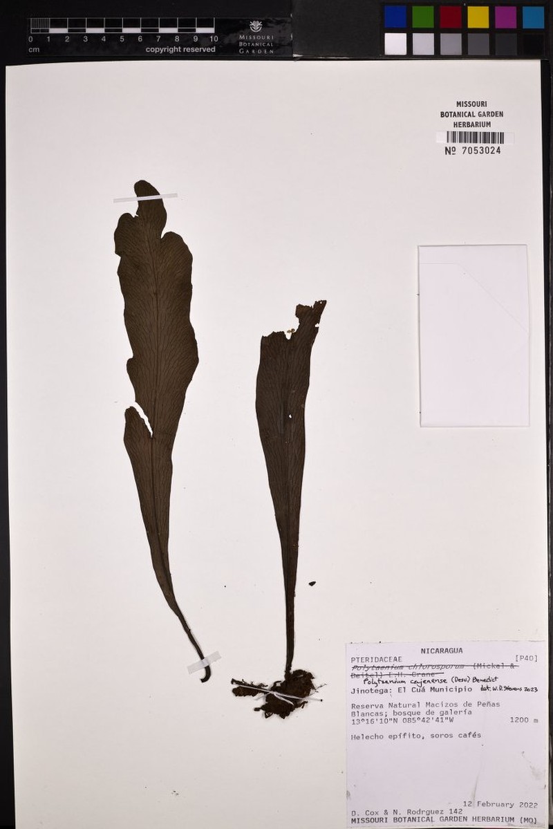 Forked Lineleaf Fern photo 5