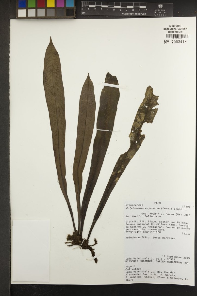 Forked Lineleaf Fern photo 6
