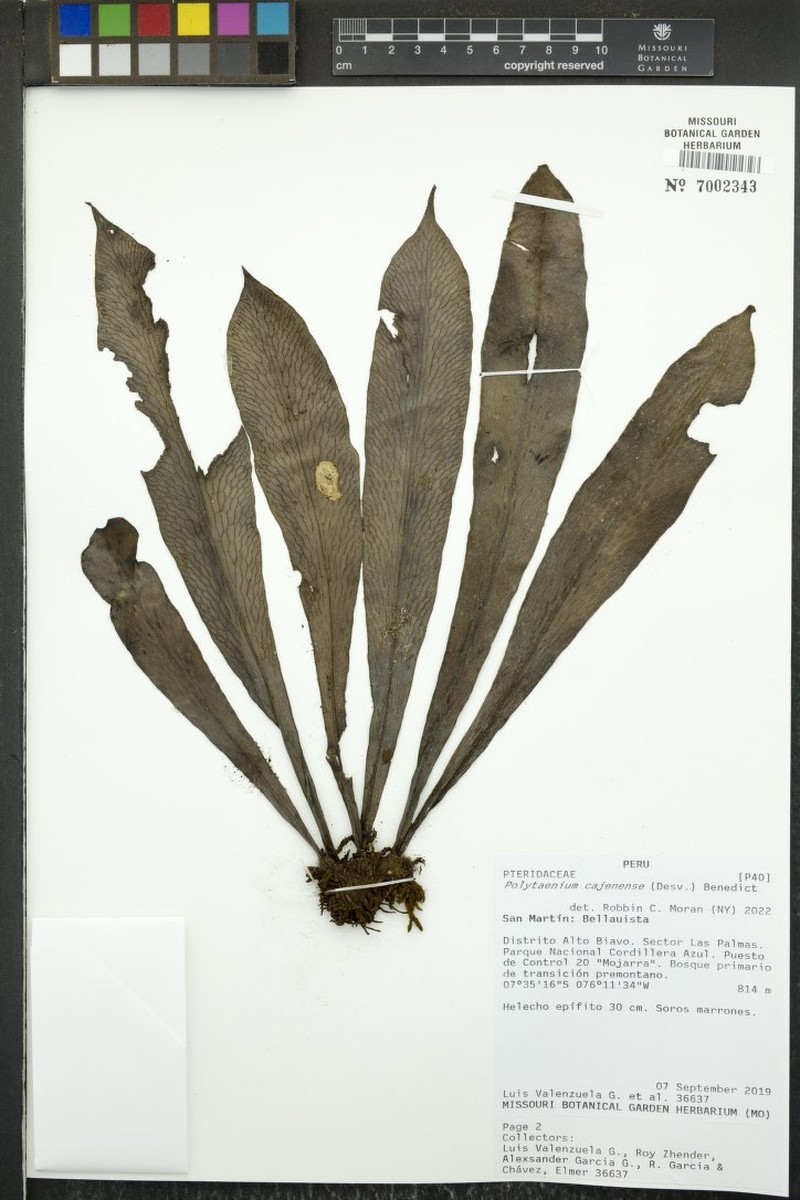 Forked Lineleaf Fern photo 7