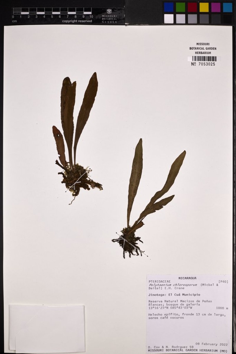 Polytaenium chlorosporum