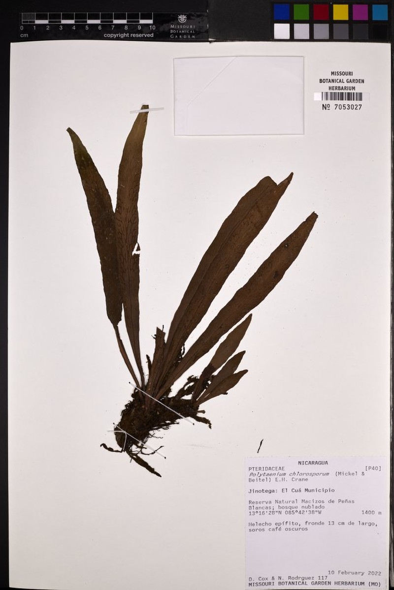 Polytaenium chlorosporum photo 2