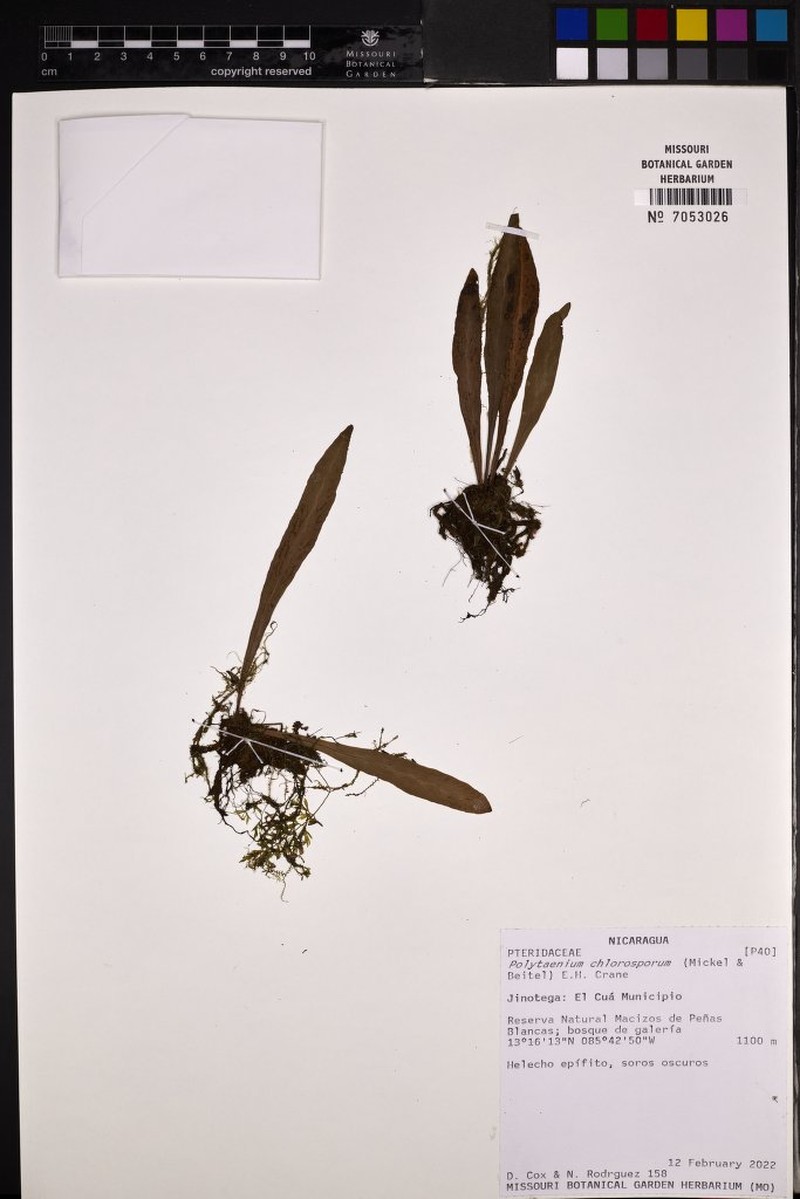 Polytaenium chlorosporum photo 3