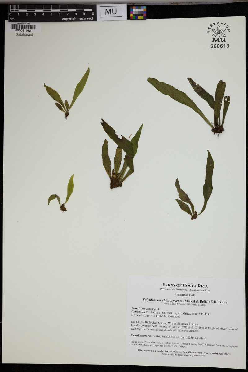 Polytaenium chlorosporum photo 4
