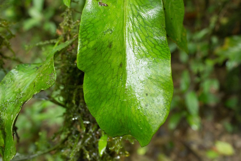 Treetrunk Fern