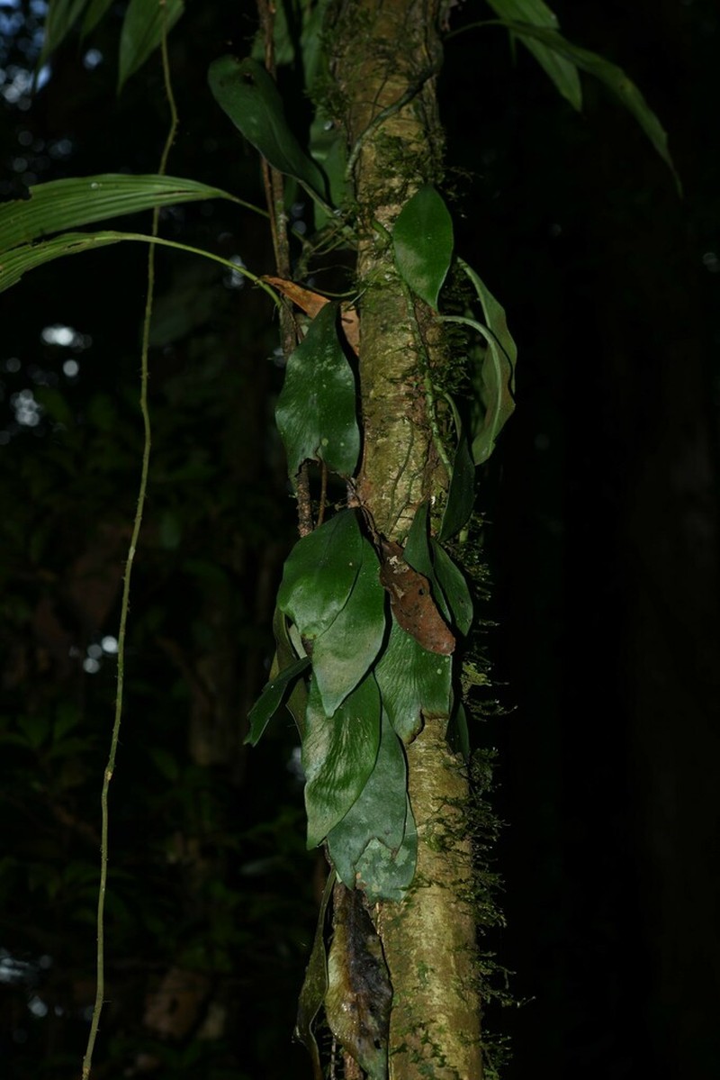 Treetrunk Fern photo 2