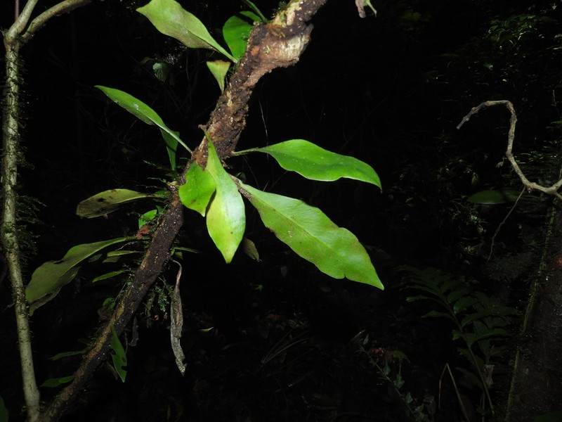 Treetrunk Fern photo 3