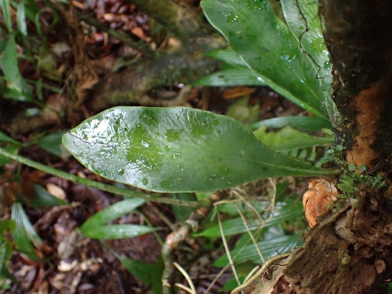 Treetrunk Fern photo 5