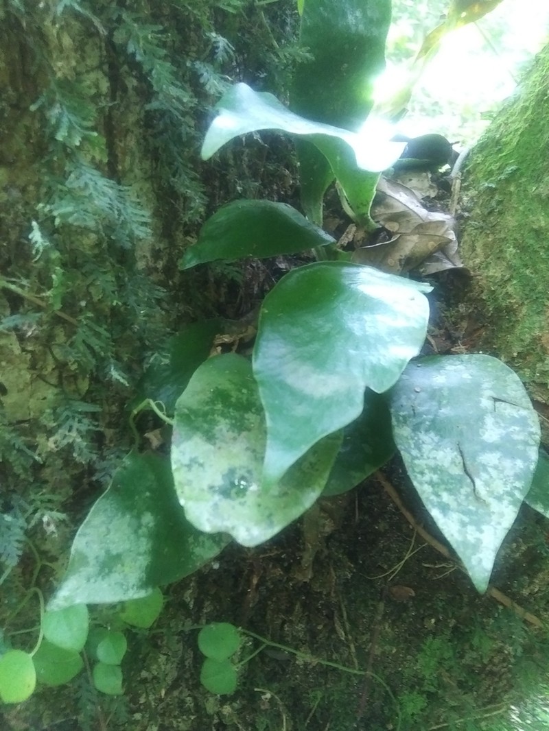 Treetrunk Fern photo 6