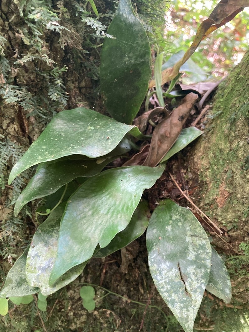 Treetrunk Fern photo 7
