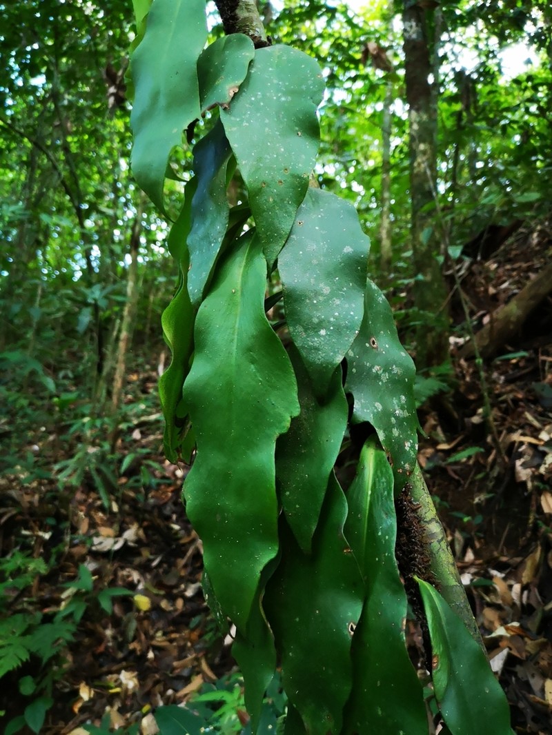 Treetrunk Fern photo 8