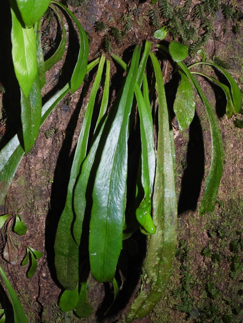 Polytaenium dussianum