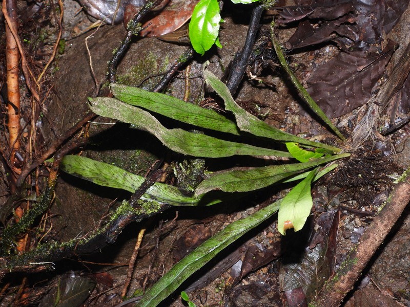 Polytaenium dussianum photo 4