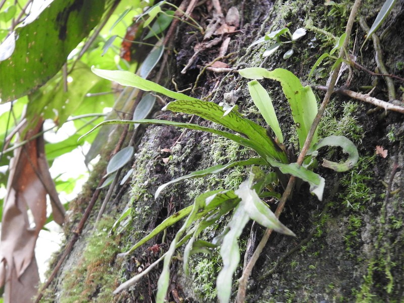 Polytaenium ensiforme
