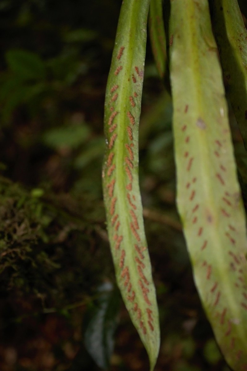 Polytaenium ensiforme photo 2