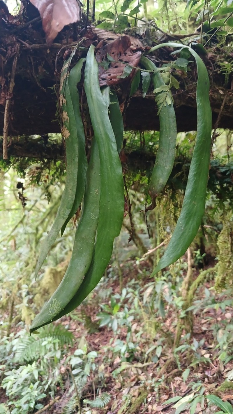 Polytaenium ensiforme photo 3