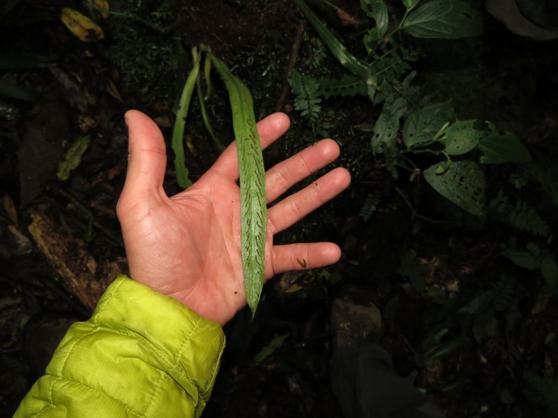 Polytaenium ensiforme photo 4